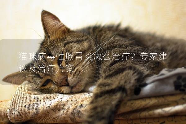 猫咪病毒性肠胃炎怎么治疗？专家建议及治疗方案