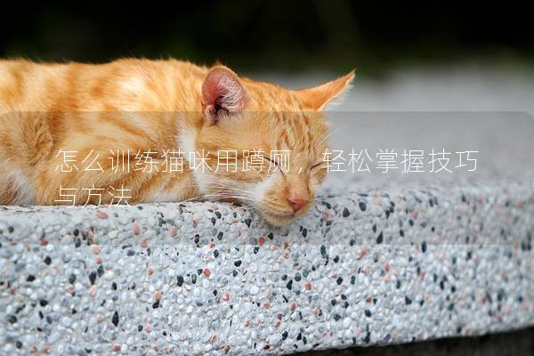 怎么训练猫咪用蹲厕，轻松掌握技巧与方法