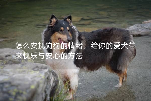 怎么安抚狗狗的情绪，给你的爱犬带来快乐与安心的方法