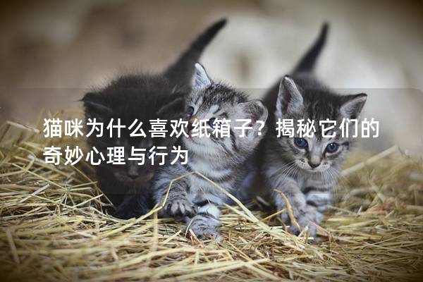 猫咪为什么喜欢纸箱子？揭秘它们的奇妙心理与行为