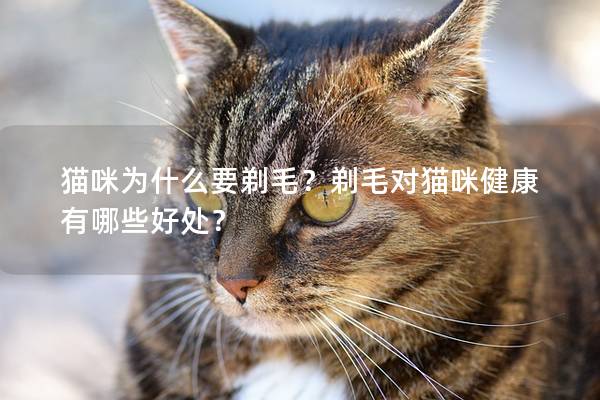 猫咪为什么要剃毛？剃毛对猫咪健康有哪些好处？