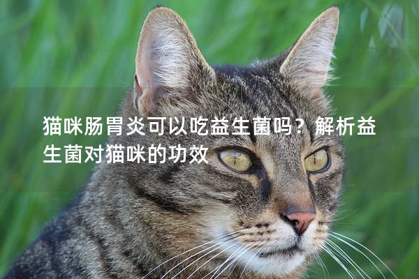 猫咪肠胃炎可以吃益生菌吗？解析益生菌对猫咪的功效