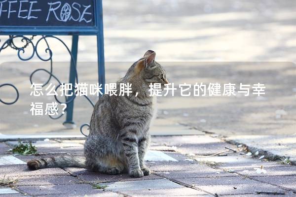 怎么把猫咪喂胖，提升它的健康与幸福感？