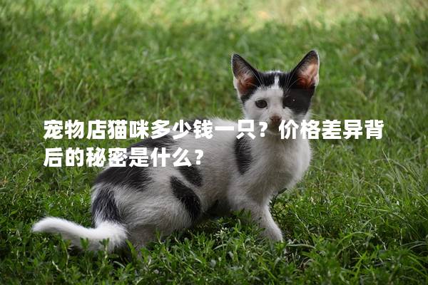 宠物店猫咪多少钱一只？价格差异背后的秘密是什么？