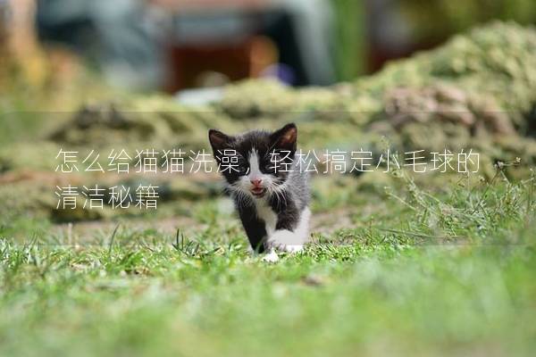 怎么给猫猫洗澡，轻松搞定小毛球的清洁秘籍