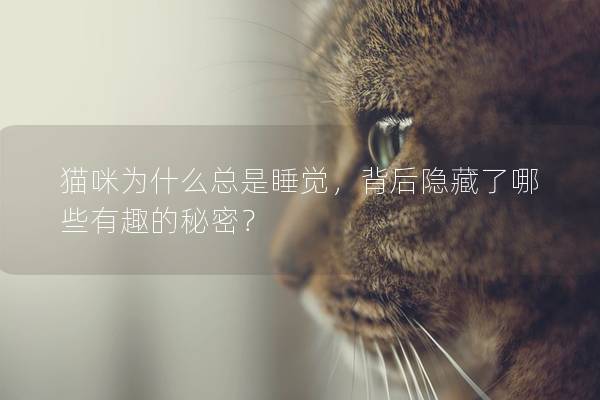 猫咪为什么总是睡觉，背后隐藏了哪些有趣的秘密？