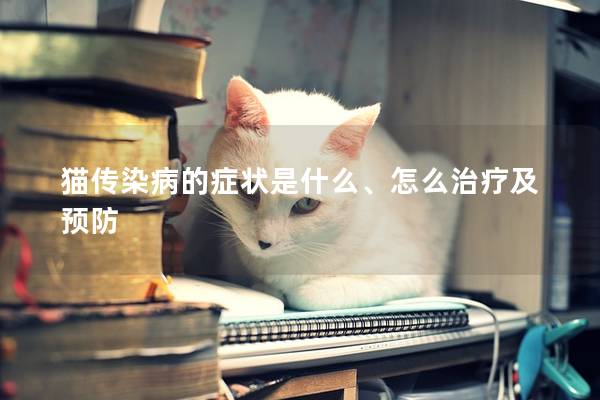 猫传染病的症状是什么、怎么治疗及预防