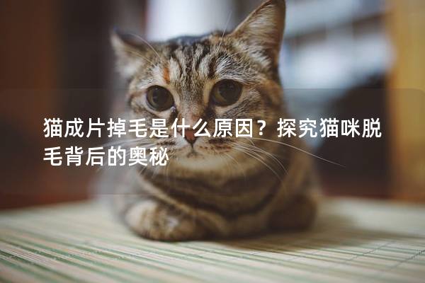 猫成片掉毛是什么原因？探究猫咪脱毛背后的奥秘