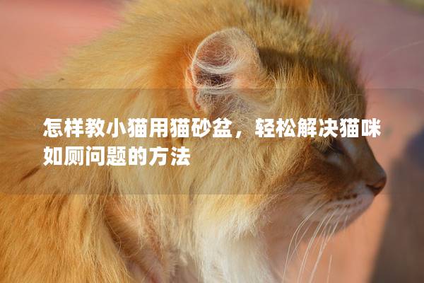 怎样教小猫用猫砂盆，轻松解决猫咪如厕问题的方法