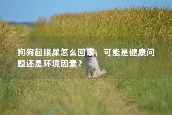 狗狗起眼屎怎么回事，可能是健康问题还是环境因素？