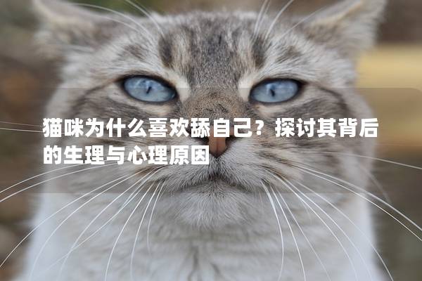 猫咪为什么喜欢舔自己？探讨其背后的生理与心理原因