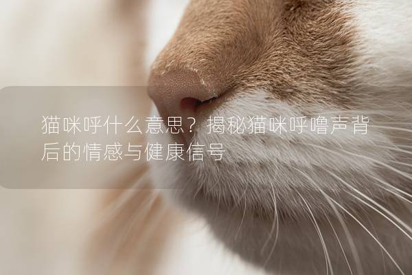 猫咪呼什么意思？揭秘猫咪呼噜声背后的情感与健康信号