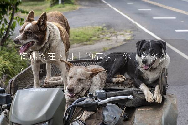 狗跳蚤在人身上的症状，你了解多少？