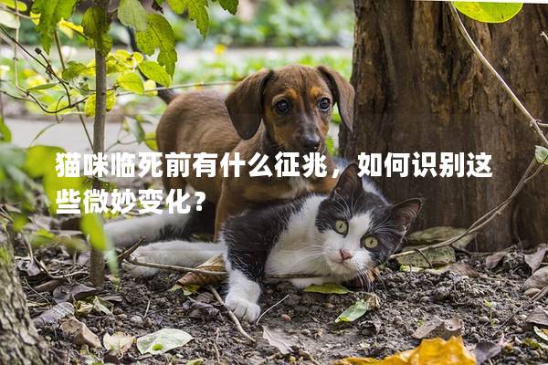 猫咪临死前有什么征兆，如何识别这些微妙变化？