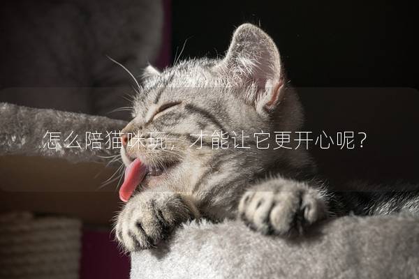 怎么陪猫咪玩，才能让它更开心呢？