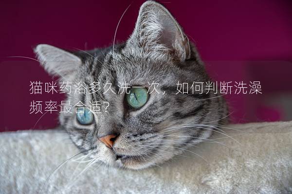 猫咪药浴多久洗一次，如何判断洗澡频率最合适？