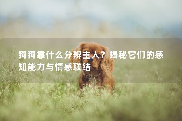 狗狗靠什么分辨主人？揭秘它们的感知能力与情感联结