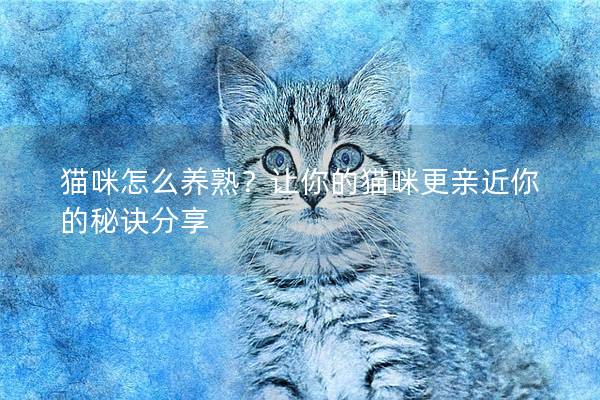 猫咪怎么养熟？让你的猫咪更亲近你的秘诀分享