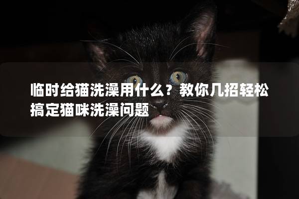 临时给猫洗澡用什么？教你几招轻松搞定猫咪洗澡问题