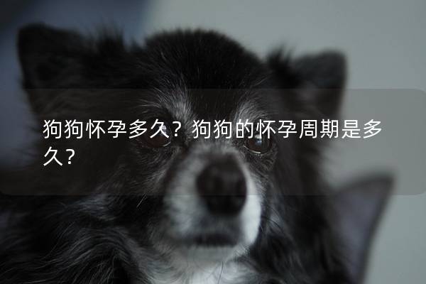 狗狗怀孕多久？狗狗的怀孕周期是多久？