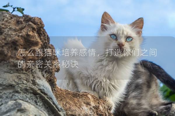 怎么跟猫咪培养感情，打造你们之间的亲密关系秘诀