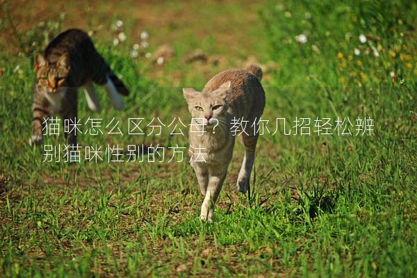 猫咪怎么区分公母？教你几招轻松辨别猫咪性别的方法