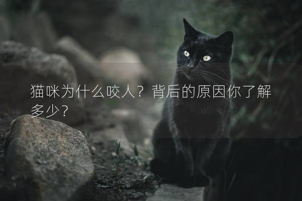 猫咪为什么咬人？背后的原因你了解多少？