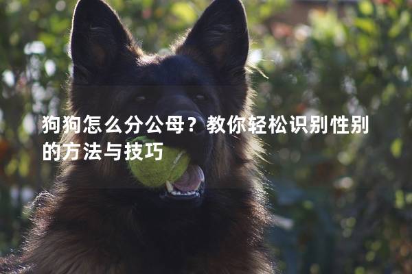 狗狗怎么分公母？教你轻松识别性别的方法与技巧