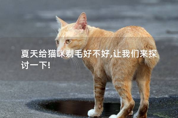 夏天给猫咪剃毛好不好,让我们来探讨一下!