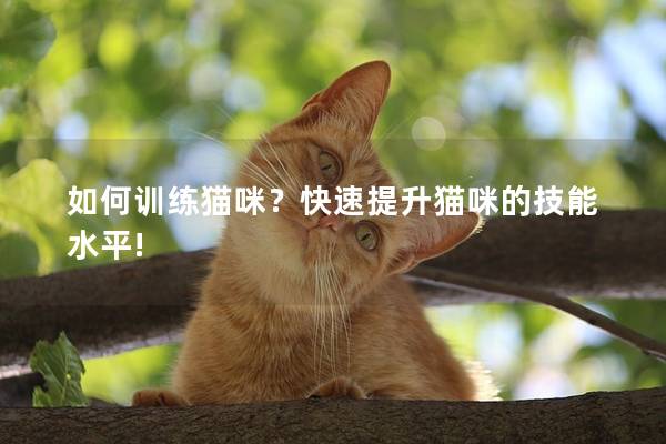 如何训练猫咪？快速提升猫咪的技能水平!