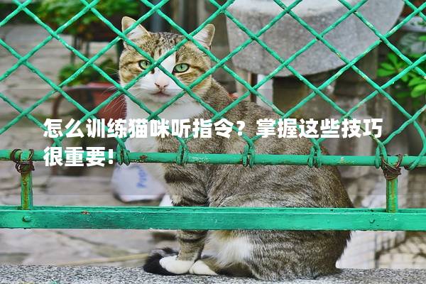 怎么训练猫咪听指令？掌握这些技巧很重要!