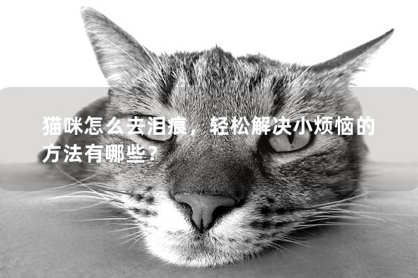 猫咪怎么去泪痕，轻松解决小烦恼的方法有哪些？