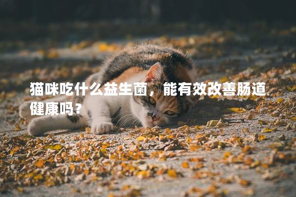 猫咪吃什么益生菌，能有效改善肠道健康吗？