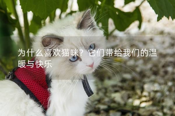 为什么喜欢猫咪？它们带给我们的温暖与快乐