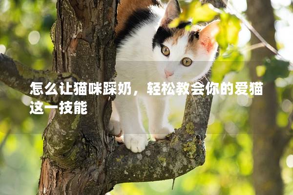 怎么让猫咪踩奶，轻松教会你的爱猫这一技能