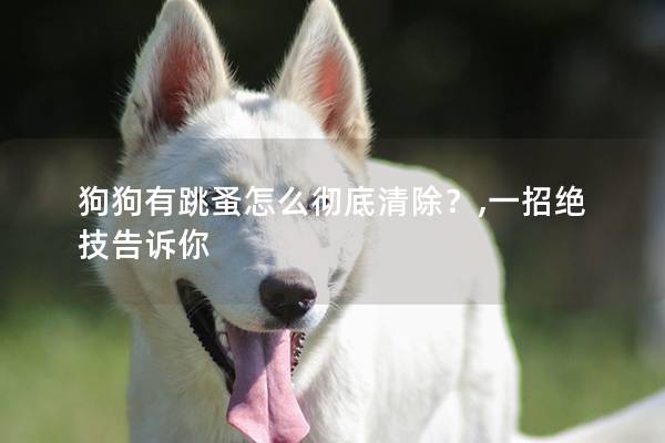 狗狗有跳蚤怎么彻底清除？,一招绝技告诉你