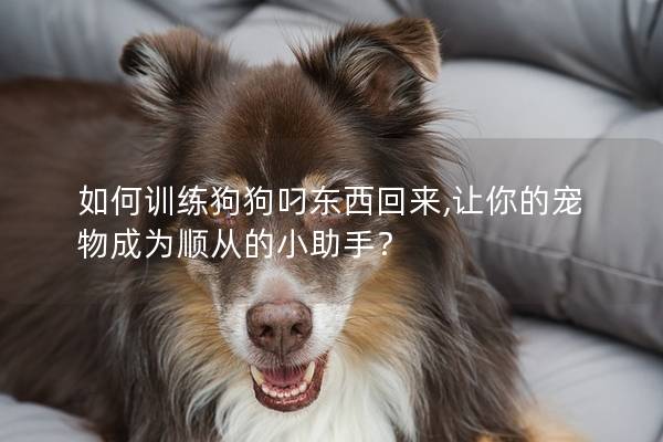 如何训练狗狗叼东西回来,让你的宠物成为顺从的小助手？