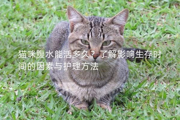 猫咪腹水能活多久？了解影响生存时间的因素与护理方法