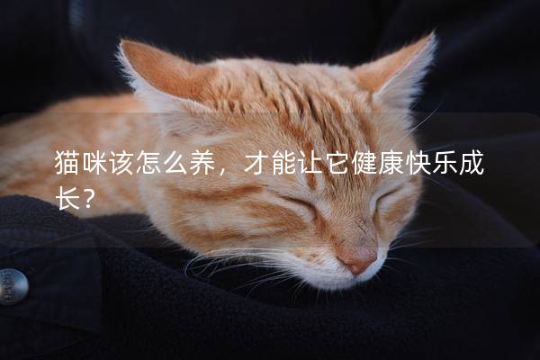 猫咪该怎么养，才能让它健康快乐成长？