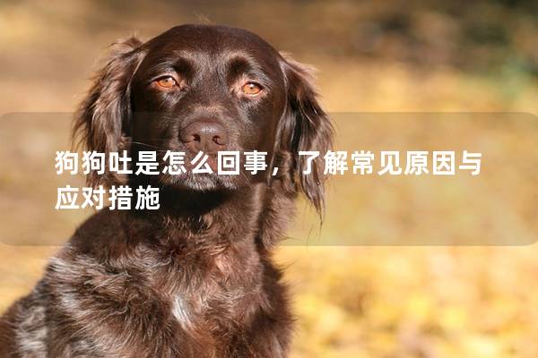 狗狗吐是怎么回事，了解常见原因与应对措施