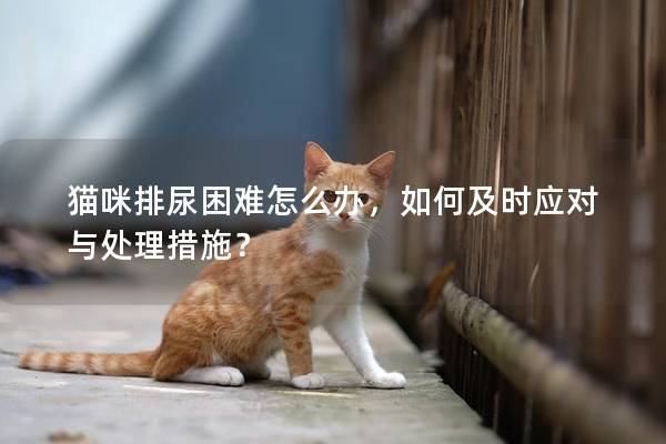 猫咪排尿困难怎么办，如何及时应对与处理措施？