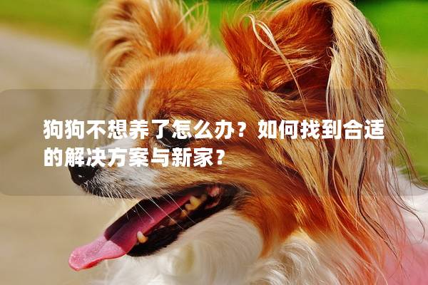 狗狗不想养了怎么办？如何找到合适的解决方案与新家？