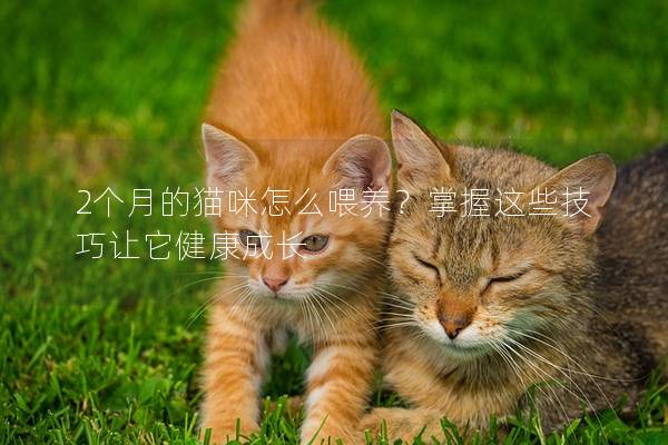 2个月的猫咪怎么喂养？掌握这些技巧让它健康成长