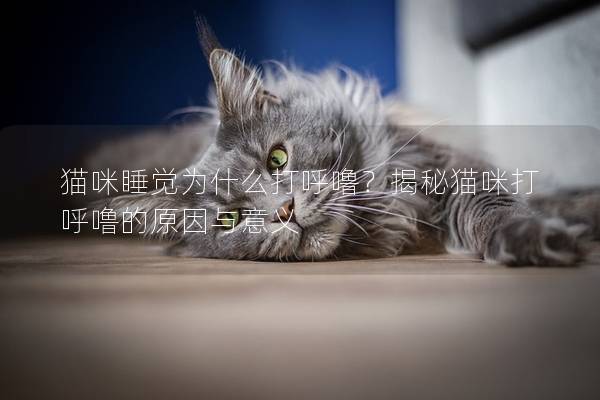 猫咪睡觉为什么打呼噜？揭秘猫咪打呼噜的原因与意义