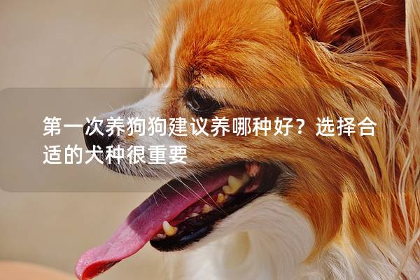 第一次养狗狗建议养哪种好？选择合适的犬种很重要