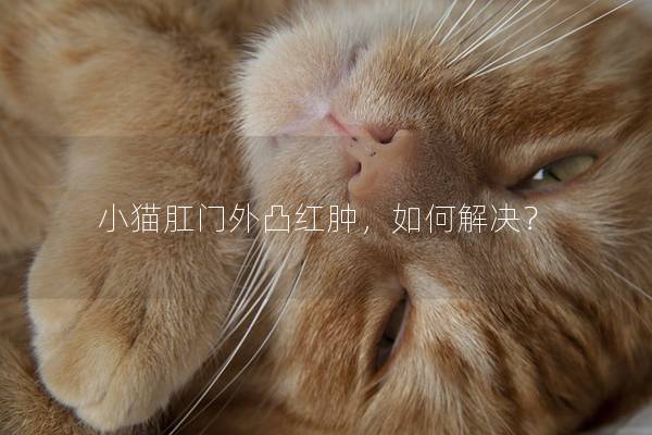 小猫肛门外凸红肿，如何解决？