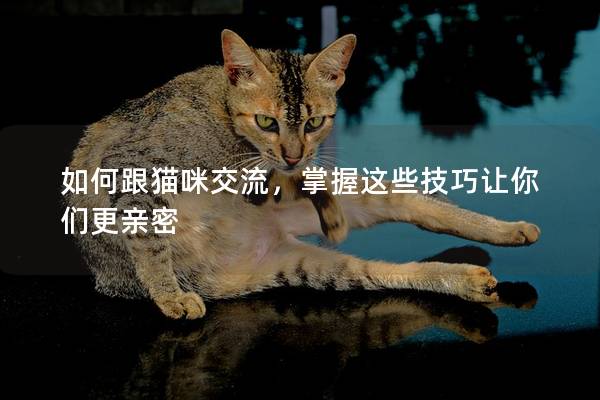 如何跟猫咪交流，掌握这些技巧让你们更亲密