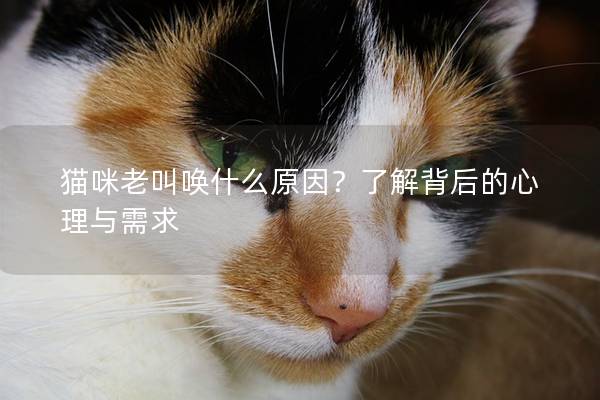 猫咪老叫唤什么原因？了解背后的心理与需求