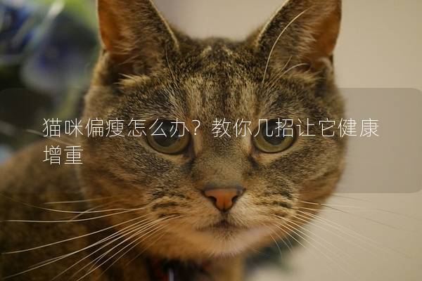 猫咪偏瘦怎么办？教你几招让它健康增重