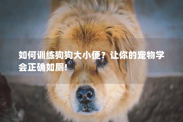 如何训练狗狗大小便？让你的宠物学会正确如厕!